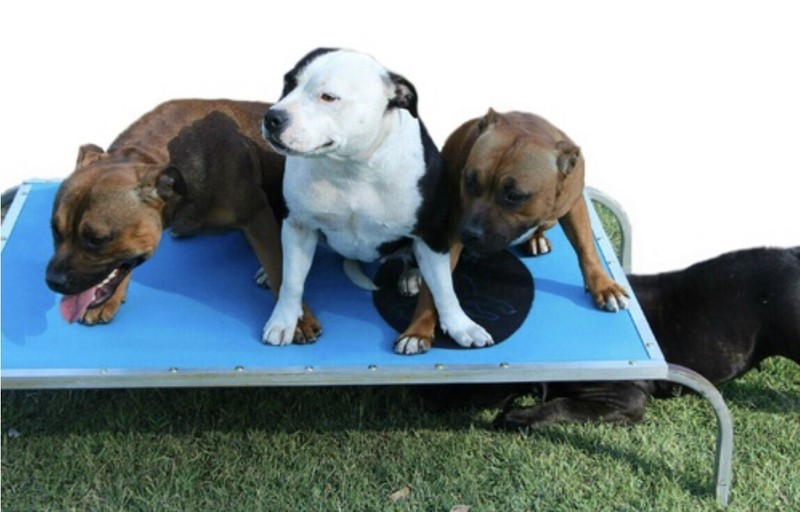 trampoline dog beds bunnings